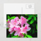 Carte Postale Rose pâle (Devant / Derrière)