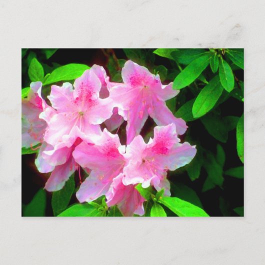 Carte Postale Rose pâle (Devant)