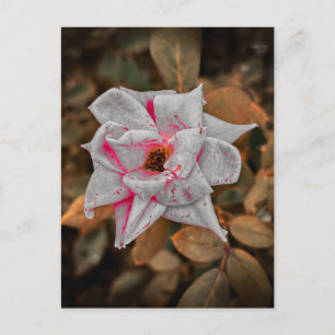 Carte Postale Rose pâle avec des traînées roses et des gouttelet