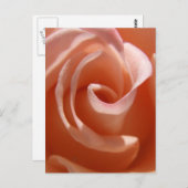 Carte postale Rose Peach (Devant / Derrière)