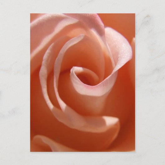 Carte postale Rose Peach (Devant)