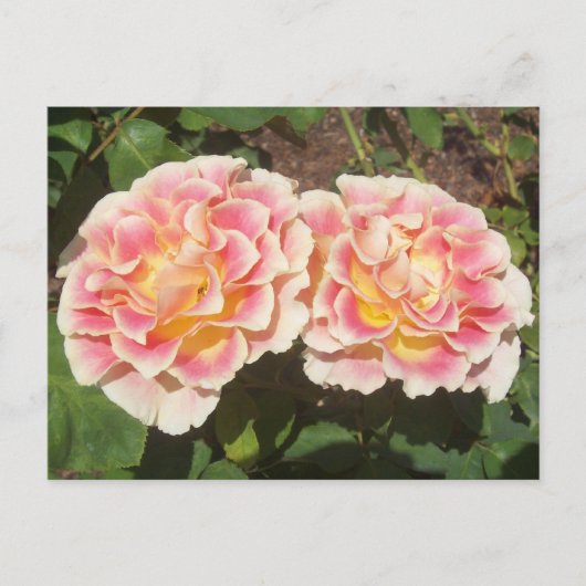 Carte postale Rose Peach (Devant)