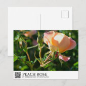Carte Postale Rose Pêche (Devant / Derrière)