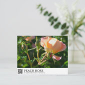 Carte Postale Rose Pêche (Debout devant)