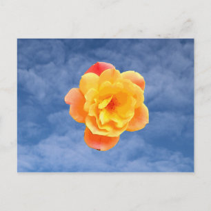 Carte Postale Rose pêche sur ciel bleu
