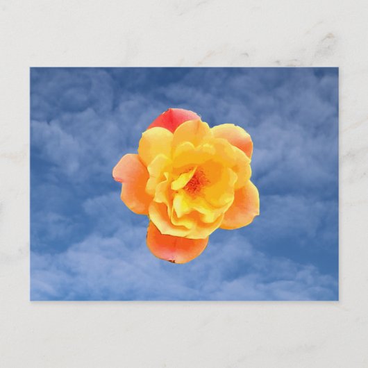 Carte Postale Rose pêche sur ciel bleu (Devant)
