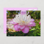Carte postale rose Peony Pâques (Devant / Derrière)