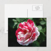Carte Postale Rose Peppermis (Devant / Derrière)