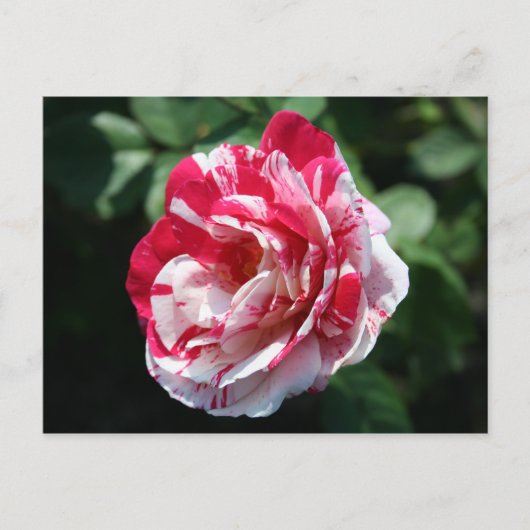 Carte Postale Rose Peppermis (Devant)