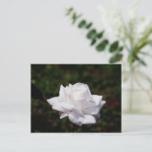 Carte Postale Rose Postkarte weisse (Debout devant)