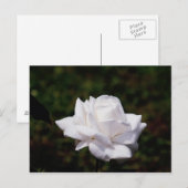 Carte Postale Rose Postkarte weisse (Devant / Derrière)