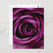 Carte Postale Rose pourpre (Devant / Derrière)