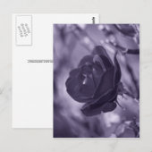 Carte Postale Rose Pourpre (Devant / Derrière)