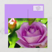 Carte Postale Rose pourpre_ (Devant / Derrière)