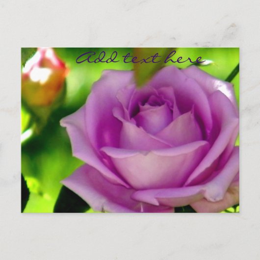 Carte Postale Rose pourpre_ (Devant)