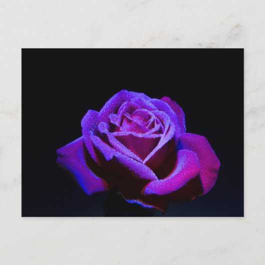 Carte Postale Rose pourpre avec gouttes d'eau sur Arrière - plan (Devant)