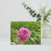 Carte Postale Rose pourpre bulgare (Debout devant)