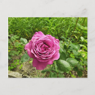 Carte Postale Rose pourpre bulgare