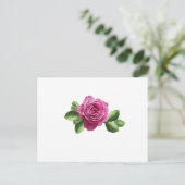 Carte Postale Rose pourpre bulgare (Debout devant)