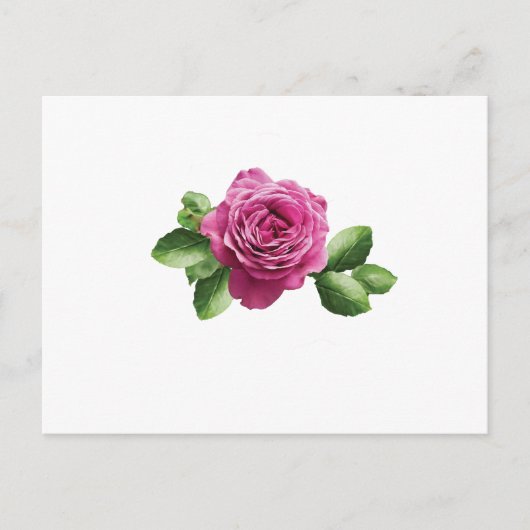 Carte Postale Rose pourpre bulgare (Devant)