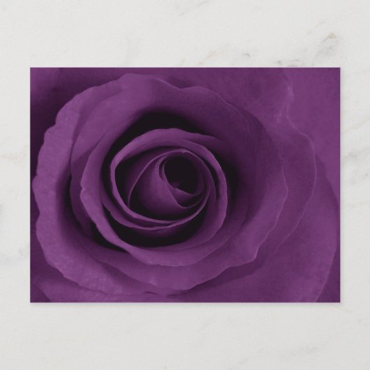 Carte Postale Rose pourpre d'Artsy (Devant)