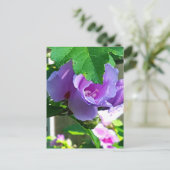 Carte Postale Rose pourpre de Sharon ou Hibiscus Syriacus (Debout devant)