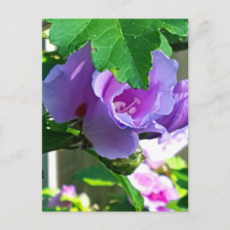 Carte Postale Rose pourpre de Sharon ou Hibiscus Syriacus