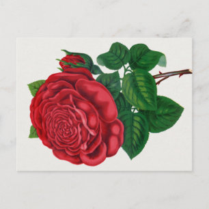 Carte Postale Rose Print Rochester Lithographing and Printing Co