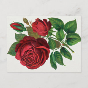Carte Postale Rose Print Rochester Lithographing and Printing Co
