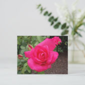 Carte Postale Rose profonde (Debout devant)