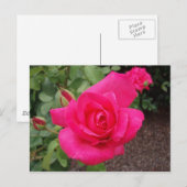 Carte Postale Rose profonde (Devant / Derrière)