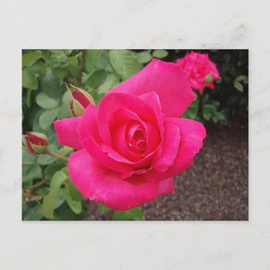 Carte Postale Rose profonde (Devant)