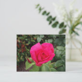 Carte Postale Rose profonde 2 (Debout devant)