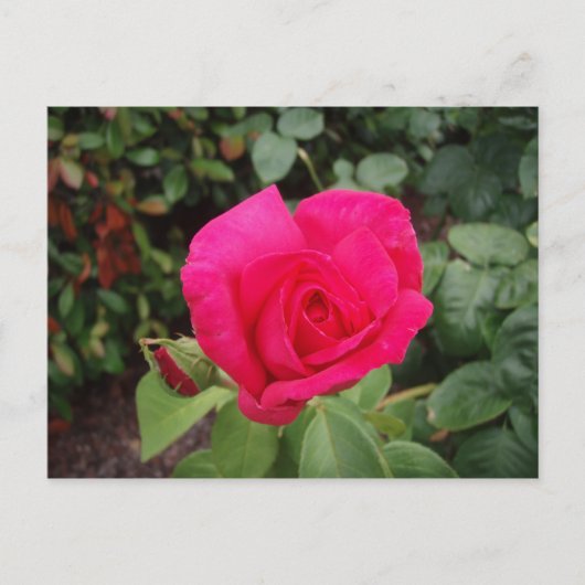 Carte Postale Rose profonde 2 (Devant)