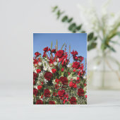 Carte Postale Rose-r-rouge (Debout devant)