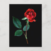 Carte Postale Rose Red Knockout (Devant)