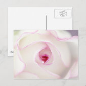Carte Postale Rose rêvé (Devant / Derrière)