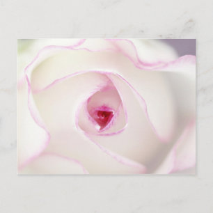 Carte Postale Rose rêvé