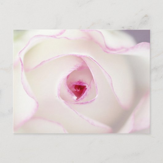 Carte Postale Rose rêvé (Devant)