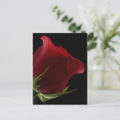 Carte Postale Rose romantique (Debout devant)