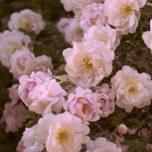 Carte Postale Rose romantique foncé