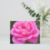 Carte Postale Rose romantique 'Léonard de Vinci' (Debout devant)