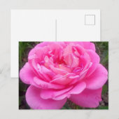 Carte Postale Rose romantique 'Léonard de Vinci' (Devant / Derrière)