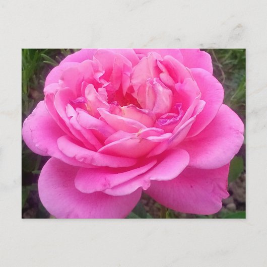 Carte Postale Rose romantique 'Léonard de Vinci' (Devant)