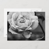 Carte Postale Rose romantique noir et blanc (Devant / Derrière)