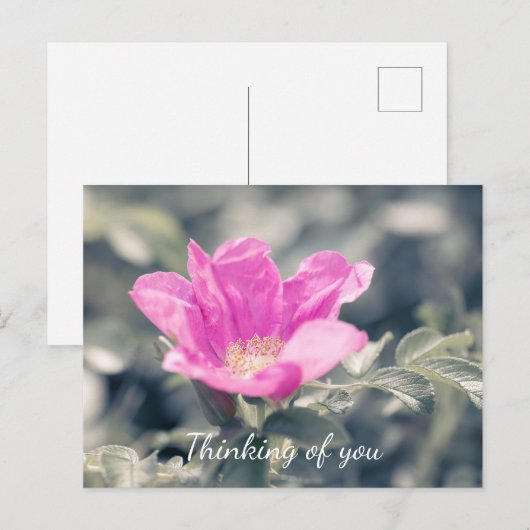 Carte Postale Rose Rosa Rugosa Penser À Vous (Devant / Derrière)