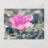 Carte Postale Rose Rosa Rugosa Penser À Vous (Devant)