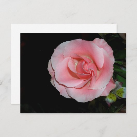 Carte postale Rose rose (Devant / Derrière)