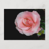Carte postale Rose rose (Devant)