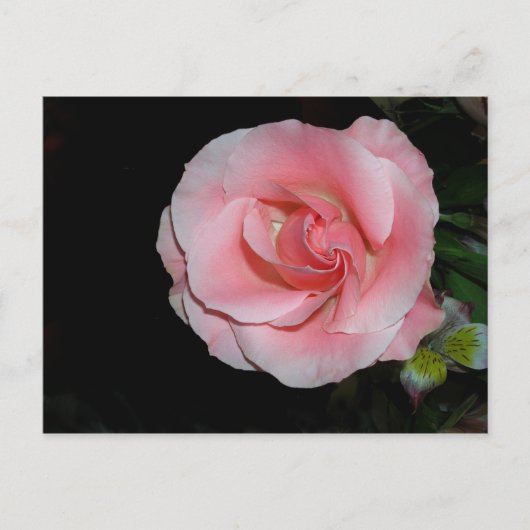 Carte postale Rose rose (Devant)